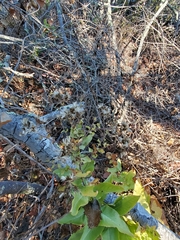 Acourtia microcephala