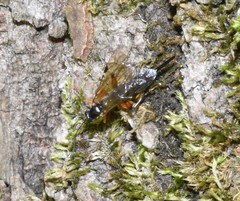 Pimpla disparis