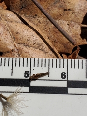 Acourtia microcephala