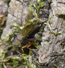Pimpla disparis