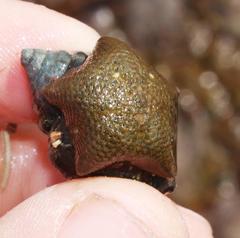 Parvulastra dyscrita