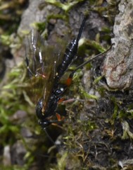 Pimpla disparis