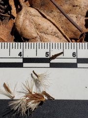 Acourtia microcephala