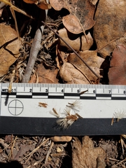 Acourtia microcephala