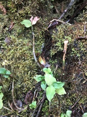 Anoectochilus sandvicensis