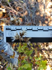 Acourtia microcephala