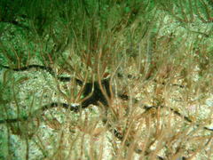 Ophiothrix fragilis