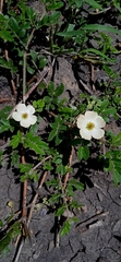 Kallstroemia maxima
