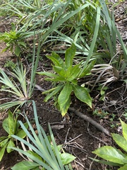 Scaevola gaudichaudiana