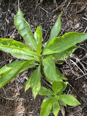 Scaevola gaudichaudiana