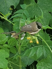 Psaltriparus minimus