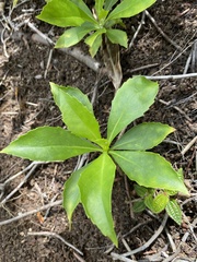 Scaevola gaudichaudiana