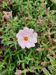 Cistus × skanbergii