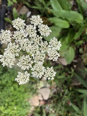 Conioselinum morrisonense