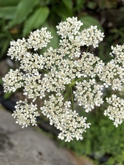 Conioselinum morrisonense