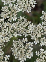 Conioselinum morrisonense