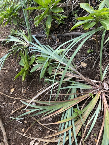 Machaerina mariscoides