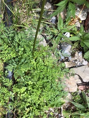 Conioselinum morrisonense