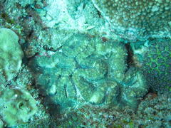 Lobophyllia hataii