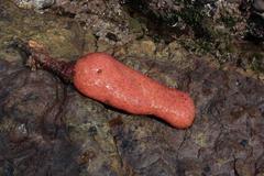 Gynandrocarpa placenta