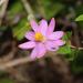 Grewia pondoensis - Photo (c) Brian du Preez, μερικά δικαιώματα διατηρούνται (CC BY-SA), uploaded by Brian du Preez