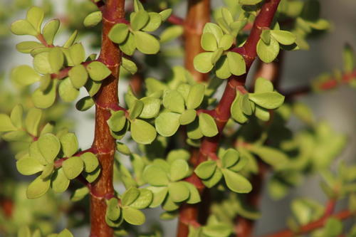 Portulacaria