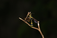 Systropus polistoides