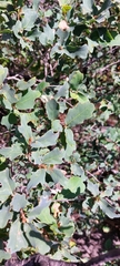 Quercus laceyi