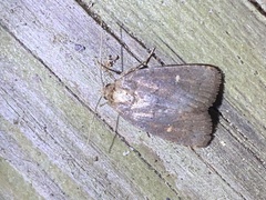 Pseudorthodes