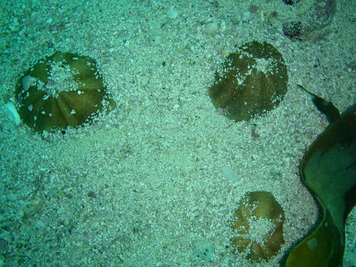 Echinolampas crassa