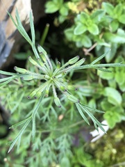 Chaerophyllum involucratum