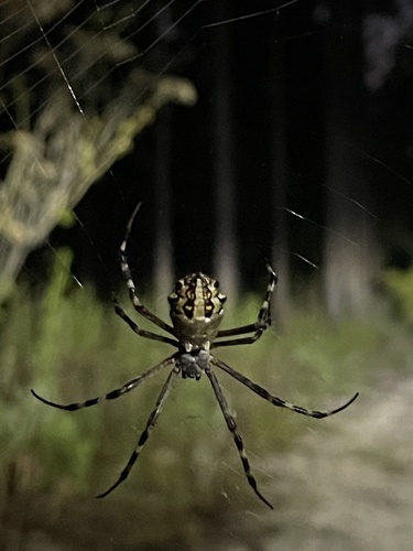 Florida Garden Spider photo 5