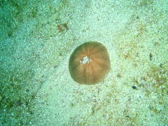Echinolampas crassa