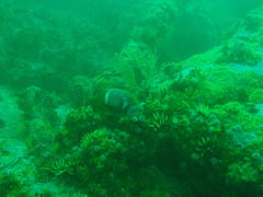 Chrysoblephus laticeps