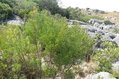 Leucadendron pondoense