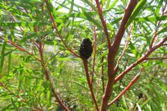 Leucadendron pondoense