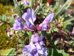 Oxytropis montana