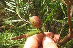 Leucadendron pondoense