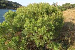 Leucadendron pondoense