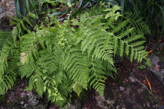 Athyrium brevifrons