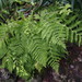 Athyrium brevifrons - Photo (c) harum.koh, some rights reserved (CC BY-SA), uploaded by harum.koh