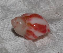 Tricolia kochii