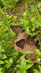 Hermeuptychia harmonia