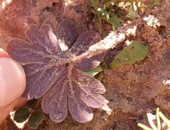 Pelargonium ternifolium