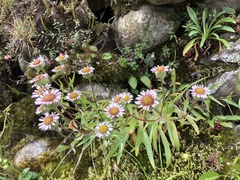 Erigeron morrisonensis morrisonensis