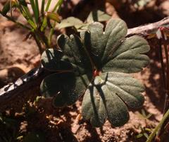 Pelargonium ternifolium