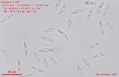 Ombrophila rivulorum