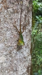 Anolis ventrimaculatus
