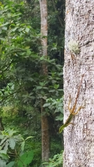Anolis ventrimaculatus