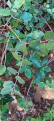 Litsea parvifolia